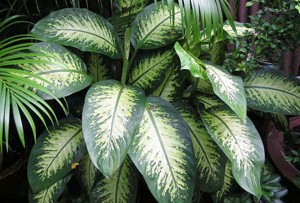 تصویه هوا... بهترین گیاهان آپارتمانی و خانگی تصفیه کننده هوا