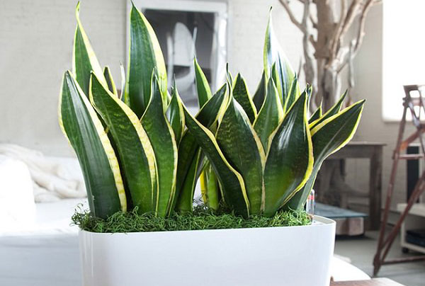 تصویه هوا... بهترین گیاهان آپارتمانی و خانگی تصفیه کننده هوا